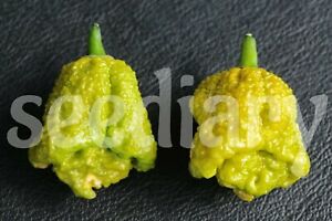 PEPPER X - UNOFFICIAL WORLD HOTTEST PEPPER / 3.180.000 SCOVILLE UNITS, 10 SEEDS