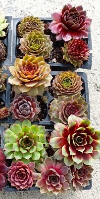 Assorted Baby Succulents - Sempervivum Hen and Chick Plants 12 pack - approx 2" - Image 1 of 4