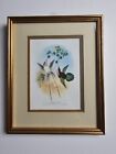 HUMMING BIRDS The Coras Shear Tail and Purple Crested.  Vintage Colour Print