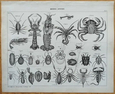 Krebs Krabbe Schrimp 3 Druck - Oken Großer Originaldruck Koloriert  Folio - 1843 - Bild 1 von 3