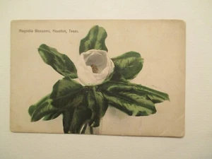 Houston Texas Postcard Magnolia Blossoms TX - Picture 1 of 2