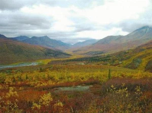 Postcard Yukon Territory Tombstone Valley Fall Colors on Tundra Unused MINT - Picture 1 of 1
