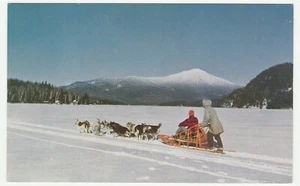 Vintage Postcard Husky Dog Team Alaska Unused 1960's - Picture 1 of 2