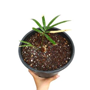Cycas chevalieri 'Dak Rong, Vietnam' A9 SELECTED - Cícada de Chevalier | Cícada - Imagen 1 de 2