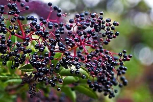 Elderberry - Sambucus nigra - 100 Seeds - Flowers & Fruit for Wine & Jellies - Picture 1 of 5