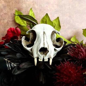 Cat Skull Replica - 1:1 scale curio cabinet oddities and curiosities (1 skull) - Picture 1 of 7