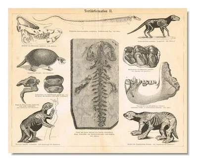 Paleontology Tertiary Geologic Period Paleogene  FOSSILS  Antique Print 1892 - Image 1 of 4