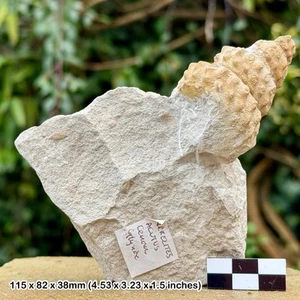 Rare 2.5" turrilites acutus complete heteromorph fossil ammonite, cenomanian, - Picture 1 of 4