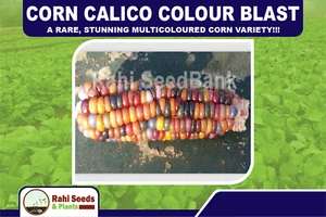 Corn Calico Colour Blast - A Rare, Stunning Multicoloured Corn Variety!!! - Picture 1 of 7