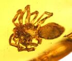 Araneae: Araneida (Spider), Fossil Inclusion In Burmese Amber