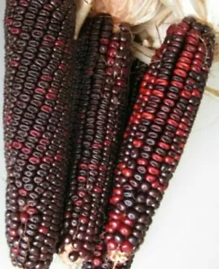 Red Corn Seeds 100 Bloody Butcher High Protein Bread Flour Organic 1840 Heirloom - Picture 1 of 8