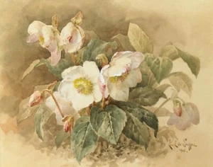 Paul de Longpre Pink And White Cyclamen Canvas Print 16 x 20 - Picture 1 of 4