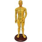 Monolife Human Body Model, Acupoint, Acupuncture Point Model, Meridian Model, Ch