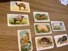 HUSTLER SOAP 8 VINTAGE 1925  SCARCE POP OUT TRADE CARDS  WORLD ANIMALS 