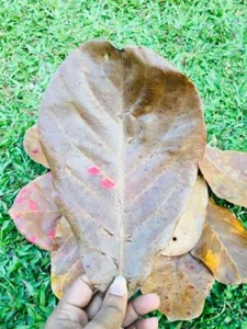 a, 30 Indian Almond Leaves (50g) catappa,Dried(14-20cm) for Fish,Shrimp,Aquarium - Picture 1 of 6