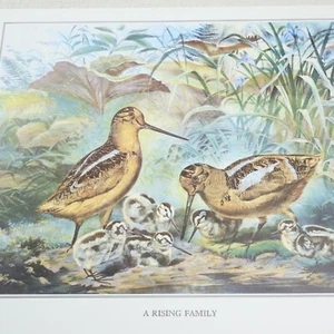 Currier & Ives Vtg Print A Rising Family Bird Farm Nature Illustration Art Decor - Picture 1 of 5