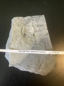 Trilobit Fossil ~ Schiefer aus Millard County Utah - Bild 1 von 6