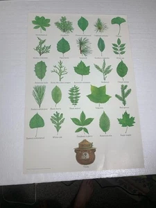 Vintage Smokey The Bear Poster Leaves Forest Service Fire Prevention - Picture 1 of 6
