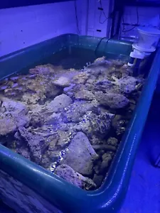 Indonesian Live Rock - 1KG 5KG 10KG Aquarium Fish Life Rock Bacterical Benfits - Picture 1 of 5