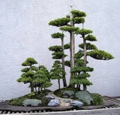 BONSAI CYPRESS SEEDS AROMATIC EASY TO GROW FAST GROWING - Image 1 of 3
