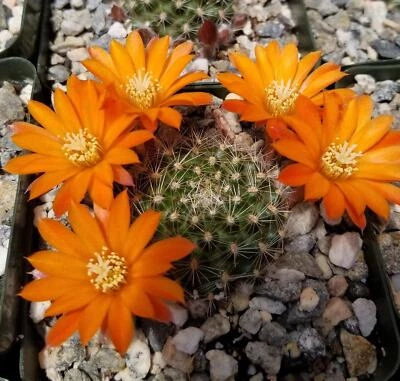 Rebutia flavistyla cactus Cacti Succulent real live plant - Image 1 of 4
