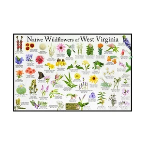 Póster de identificación de flores silvestres nativas de Virginia Occidental / naturaleza nativa - Imagen 1 de 5