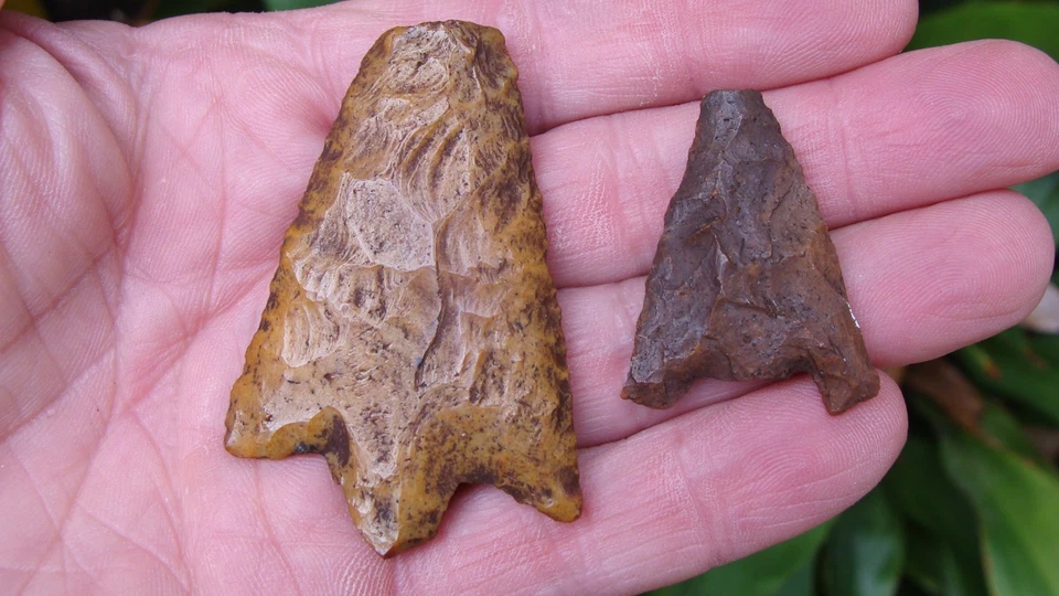 Punta de flecha Heartbreaker Hillsborough Hernando Deep South Georgia Florida ~1~ Foto 1 de 1