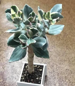 Variegated Jade Lemon Lime Tri-Color Succulent Huge 5+” Cuttings with Branches - Picture 1 of 6