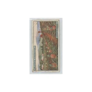 1928 Player's Cigarettes Products of the World Pine-Apples #27,0 - Imagen 1 de 3