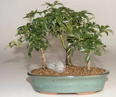 Hawaiian Umbrella Bonsai Tree Live 3 Forest Group Arboricola Schefflera 7'' tall - Image 1 of 1