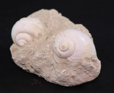 Fossil 2 Natica Gastropod Seashells Eocene Gaas France COA 5713 - Image 1 of 4