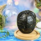 w64a Taxidermy oddities Curiosities River Cooter Turtle shell glass dome display