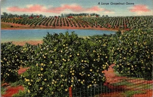 Cartolina di lino Un grande Grafruit Grove - Foto 1 di 4