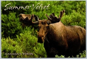 Postcard Yukon Young Bull Moose near Two Moose Lake Dempster Hwy Tombstone Park - Picture 1 of 2