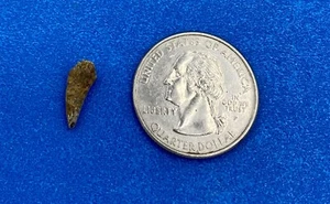 Pterosaur Pterodactyl 1/2” Tooth Dinosaur Fossil T Rex era Cretaceous PT1 - Picture 1 of 3