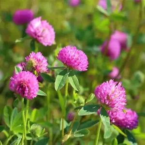 50g Red Clover Flower Seeds / Long Lasting Perennial - Picture 1 of 7