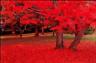 Carolina RED Scarlet Maple Tree Acer Rubrum Jocad (25 Seeds)