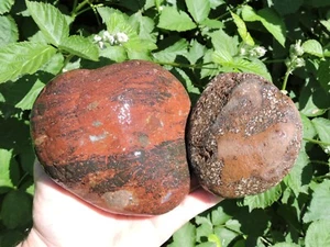 Oregon Basalt Rhyolith PAAR Knötchensteine (2 Pfund + insgesamt). BUNTE Lapidar Edelsteine - Bild 1 von 24