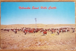 Postal de Sand Hill Cattle Nebraska NE fotógrafos Pospeshil de los años 50 - Imagen 1 de 1