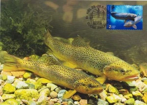Brown Trout Salmo Trutta Lacustris Fish Fishing Flies Finland Mint Maxi FDC 2003 - Picture 1 of 1