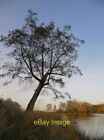 Photo 6x4 Alder tree by the Lower Pen Pond, early March Richmond An alder c2014