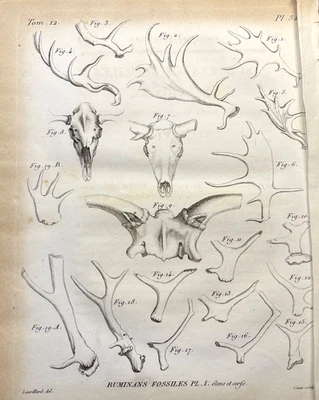 Cráneo de rumiante astas fósiles grabado 1800 ilustración zoológica antigua Foto 1 de 4