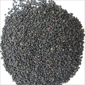 Semillas de Psoralea Corylifolia Babchi Bakuchi Bavachi Beej orgánicas naturales - Imagen 1 de 6