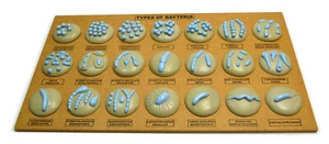 Eisco Labs Types of Bacteria Model - 21 different Models Mounted on Board - Picture 1 of 1