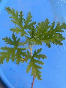 One Citronella Stalk With Leaves from Homegrown Organic Plant Miami, Florida - Picture 1 of 8