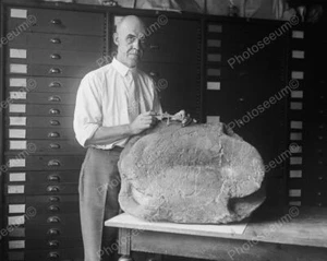 Massive Vintage Fossil Schildkröte 8x10 Nachdruck eines alten Fotos - Bild 1 von 1