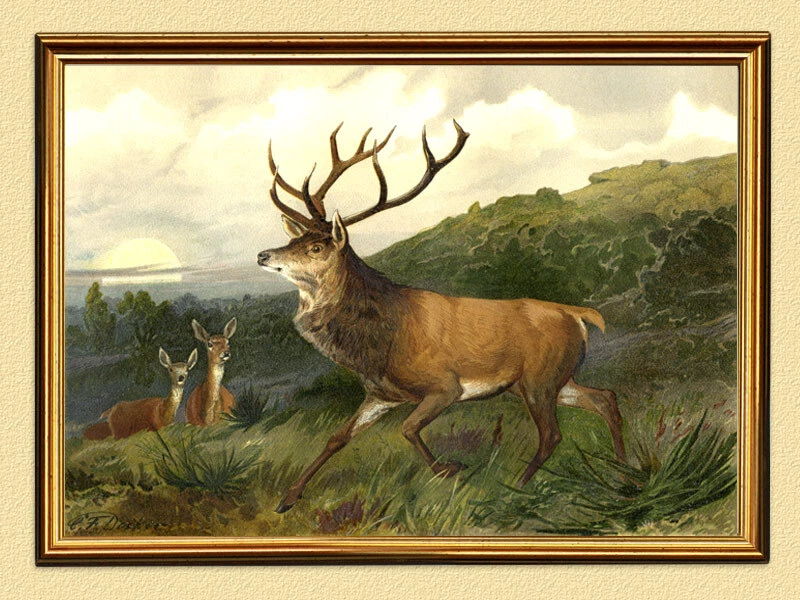 Edelhirsch in der Brunft Jagdbild von Deiker Wild Hirschkuh Wilderer 554 Gerahmt - Bild 1 von 1