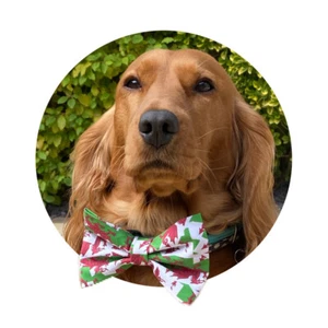 Welsh Wales Dragon Flag Dog Pet Bow Tie Bowtie - Picture 1 of 3