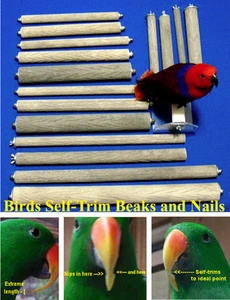 BEST PARROT BIRD CAGE PERCH 2" x 23 " bark-textured stone files nails/beak 2 end - Picture 1 of 6