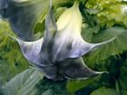 100 Black White Datura Seeds Moonflower Angel's Trumpet Seed Garden Flowers